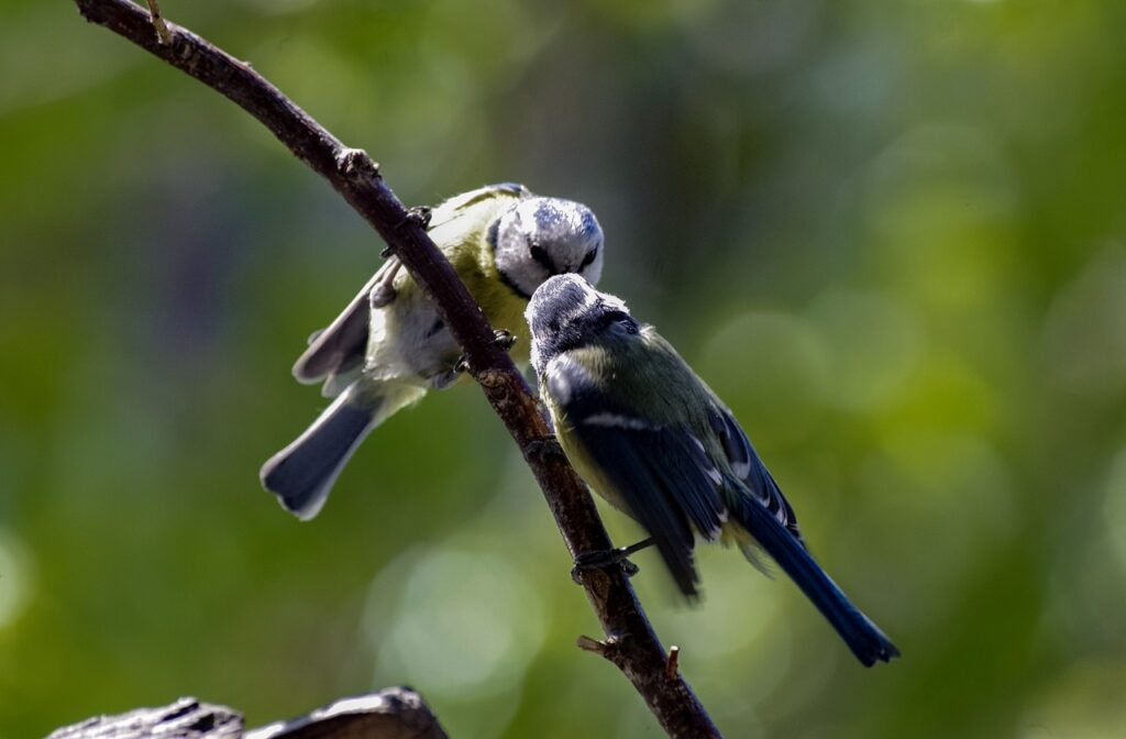 おっぱいを大きくするためのプロテインの効果は？