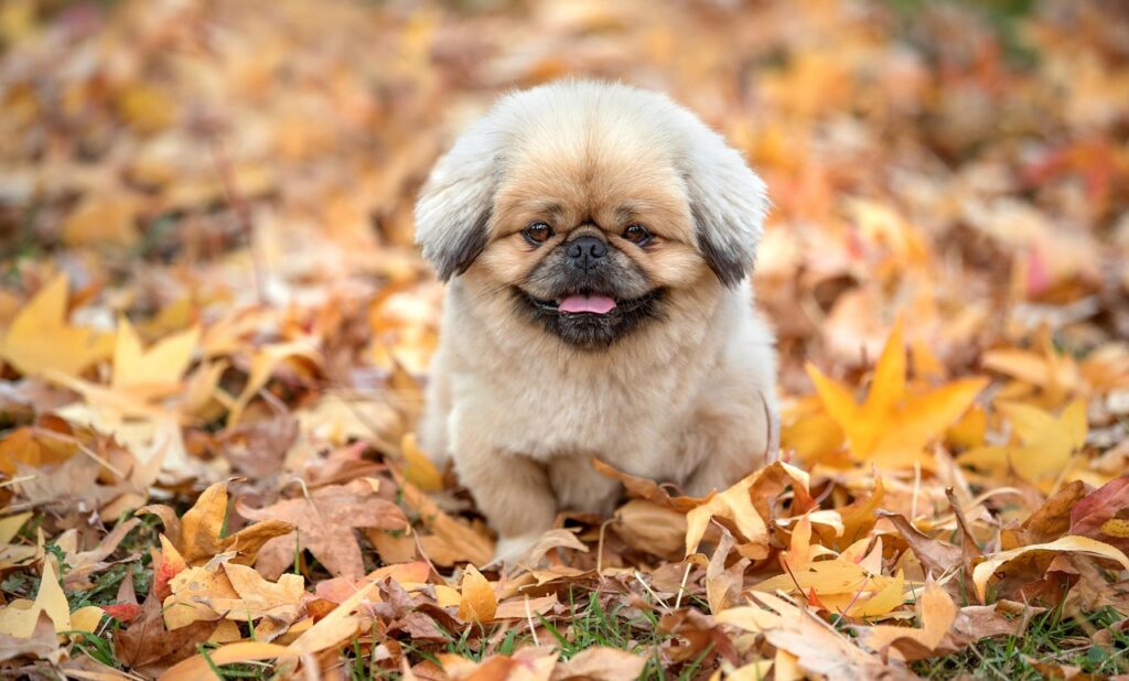 バストアップクリームはドラッグストアでどれを選ぶべき？