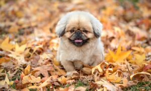 バストアップクリームはドラッグストアでどれを選ぶべき？