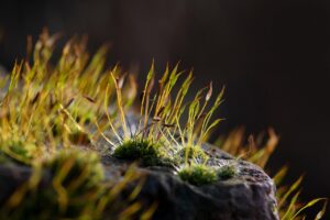 プロテインを摂取すると胸は大きくなるのか？