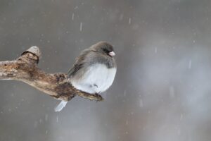 小さい胸Aカップにおすすめの下着ブランドは？
