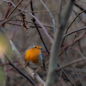 小さい胸の貧乳におすすめのナイトブラの効果は？
