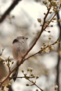 小さい胸にぴったりな下着は家でどのように選べばいい？