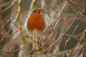 小さい胸にぴったりな快適重視の下着はどれ？