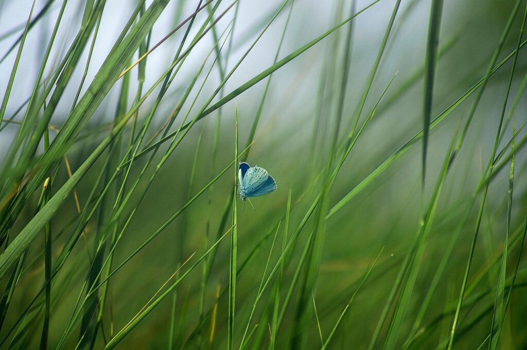 小さい胸に合う安い下着はどこで買える？