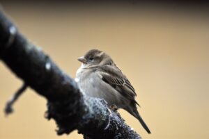 小さい胸に最適な下着のレビューは信用できるのか？