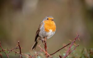 小さい胸を持つ体型のコンプレックスを解消する方法は？